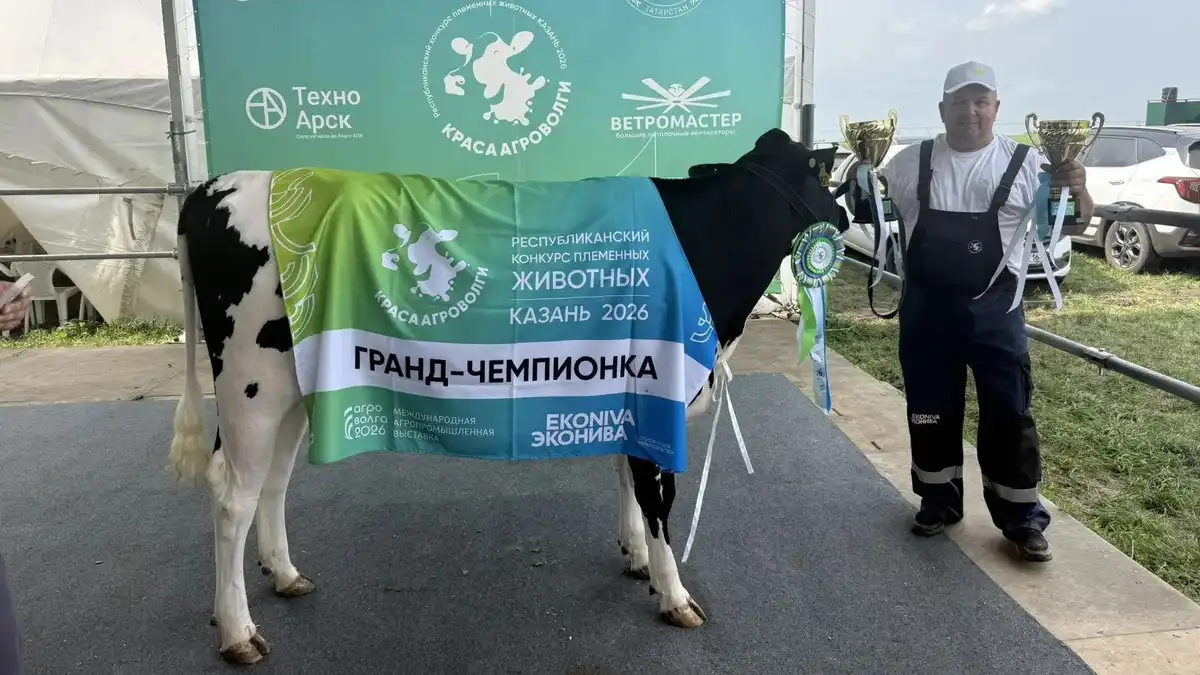 корова конкурс чемпион нетель