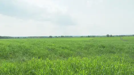 поле