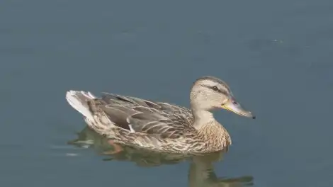 утка на озере