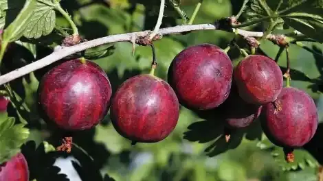 Спелый красный крыжовник на ветке в саду для варенья и желе