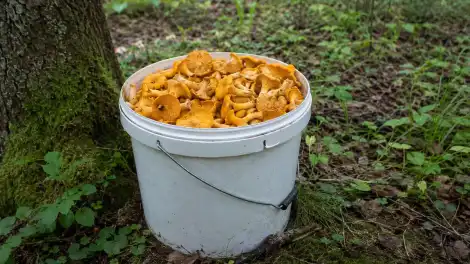 ведро лисичек в лесу