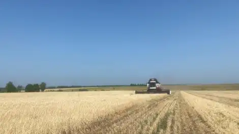 уборка в поле зерновых