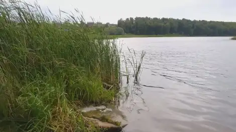 озеро с растениями на берегу