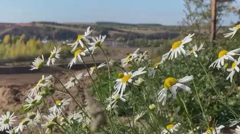 цветы в поле