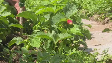 Здоровый куст клубники после сбора урожая с молодыми листьями и закладывающимися цветочными почками