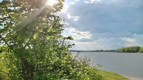 озеро с растениями на берегу