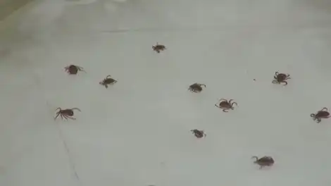 Клещи