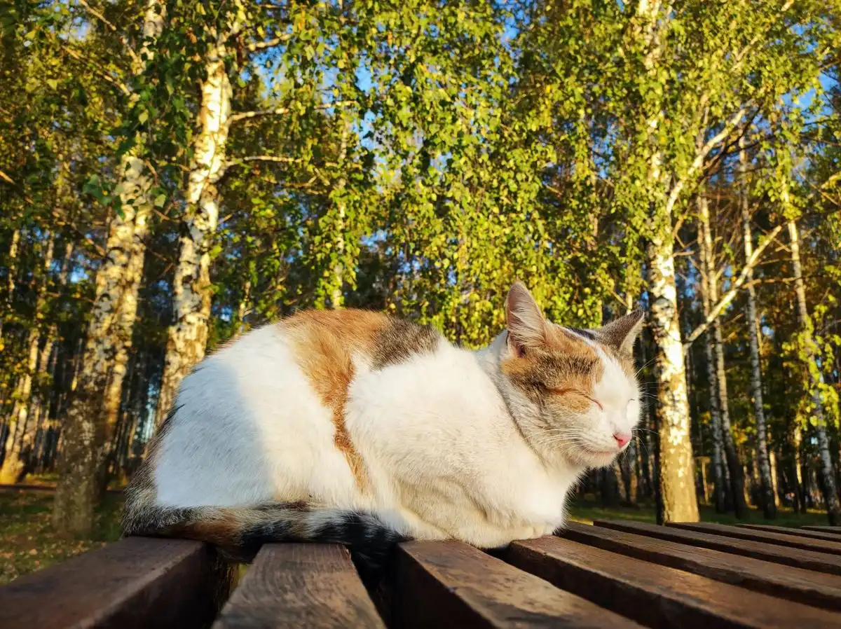 кошка на скамейке греется на солнце