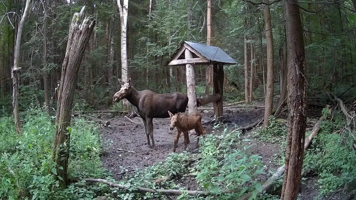 Попавшие на фотоловушку в лесу животные в Татарстане