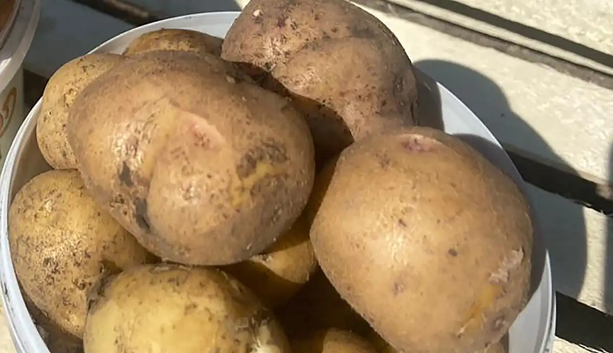 Картофель готовый для закладки на хранение