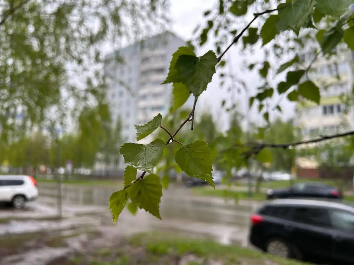 пасмурная дождливая погода ветка берёзы