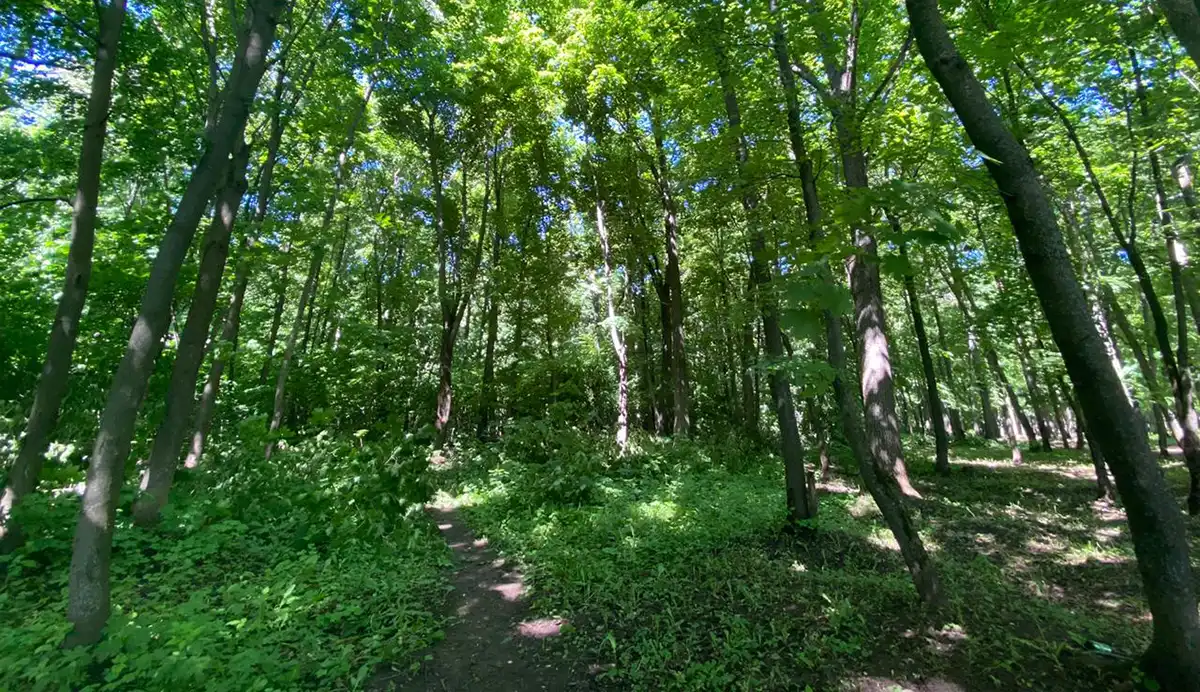 Лес в Татарстане