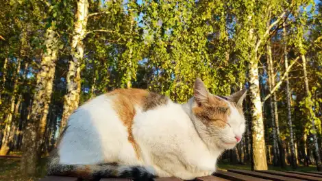 кошка на скамейке греется на солнце