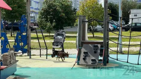 собака на детской площадке на пр. Мира 52 в Нижнекамске