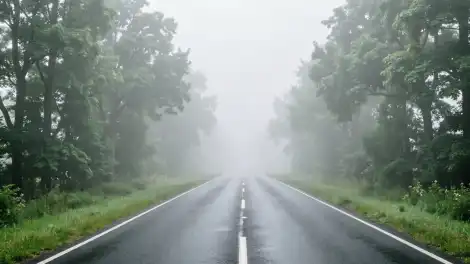 Трасса, деревья, туман