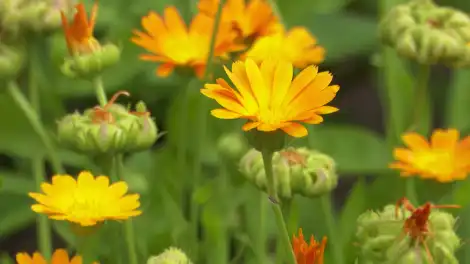 Цветы календулы растут и цветут