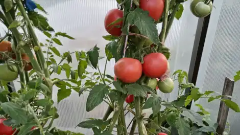 Куст томатов в теплице