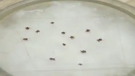 клещи