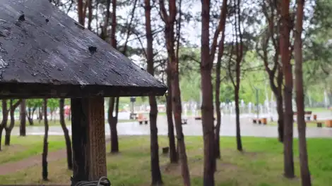 Сосновая опушка в парке Семья в Нижнекамске