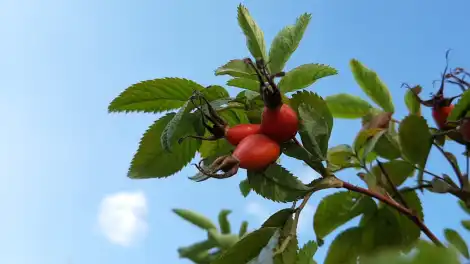 Куст шиповника с плодами