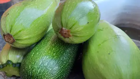 Молодые зеленые кабачки