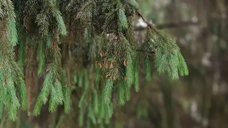 ветви ели