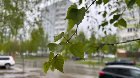пасмурная дождливая погода ветка берёзы