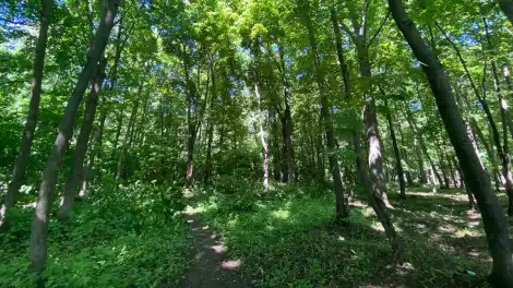 Лес в Татарстане
