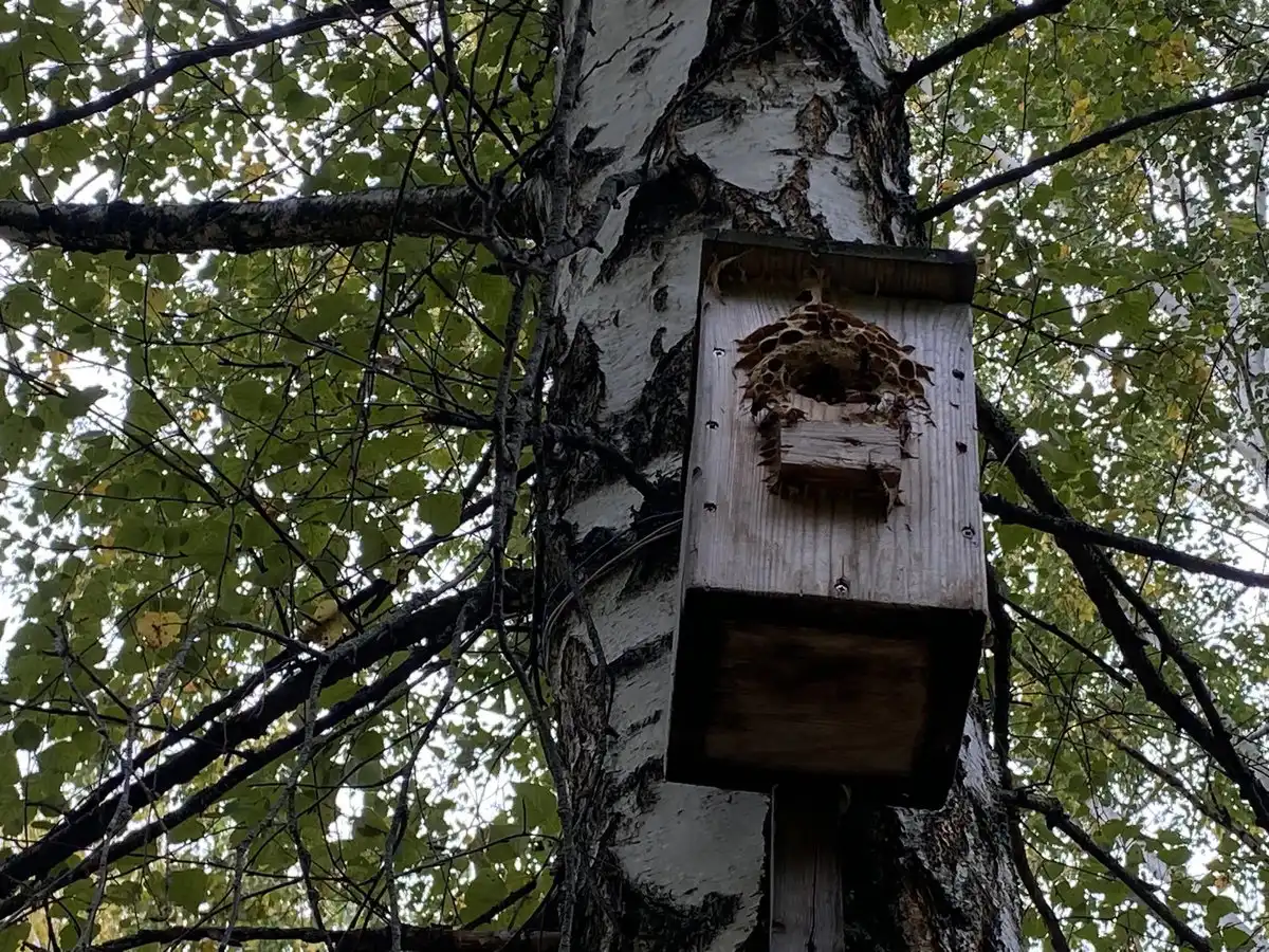 шершни облюбовали гнёзда белок в парке "Семья" Нижнекамска