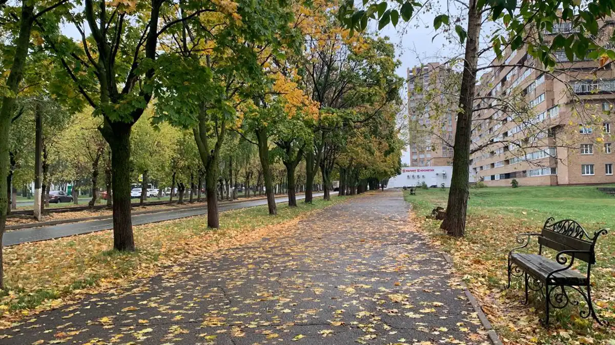 Осенняя улица с опавшей желтой листвой и скамейкой