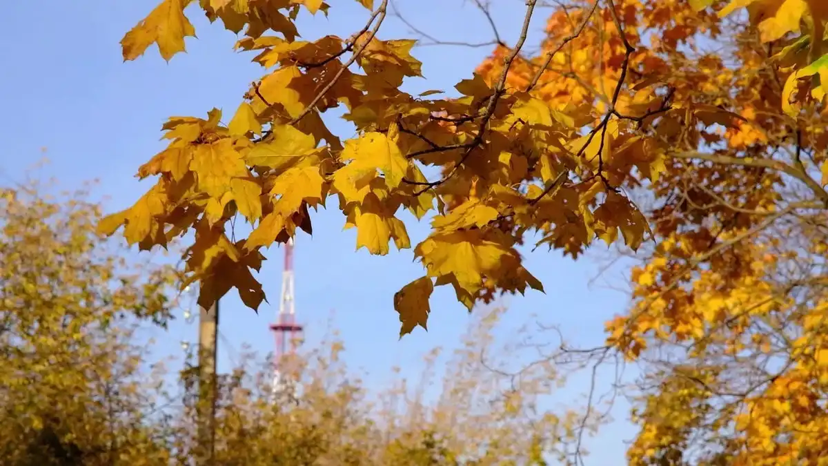 Пожелтевшие листья клена