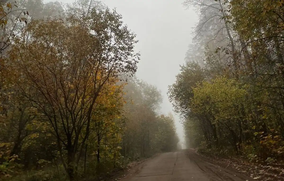 дорога посреди деревьев в лесной местности в октябре осень