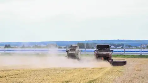 Комбайны в поле убирают зерно