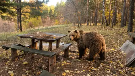 медведь в осеннем лесу
