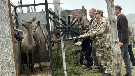 в Татарстане начали чипировать моралов