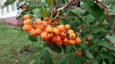 Спелая кисть рябины