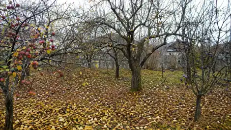 Осенний сад с опавшими листьями
