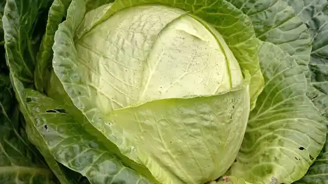 Поздний сорт капусты