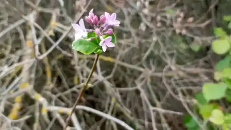 В Нижнекамском районе расцвела сирень