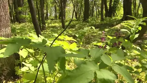 Осенний лес
