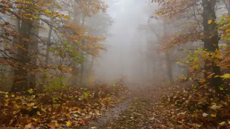густой туман осенью