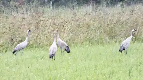 цапли в Спасском районе Татарстана