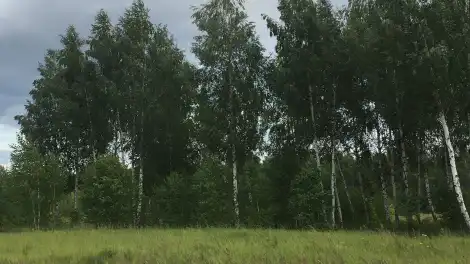 Березы в лесу