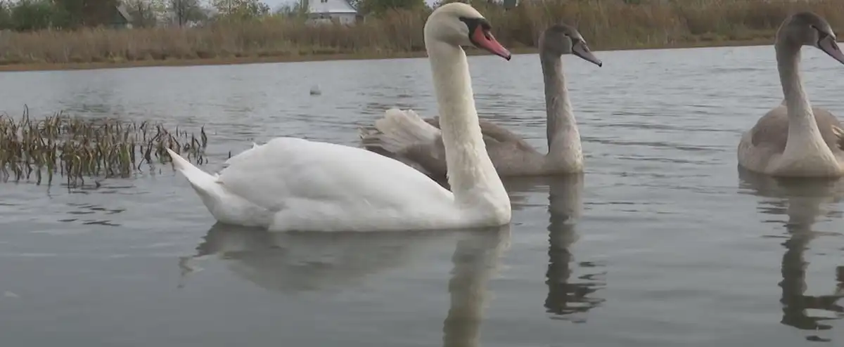 лебеди на одном из водоемов Нижнекамска