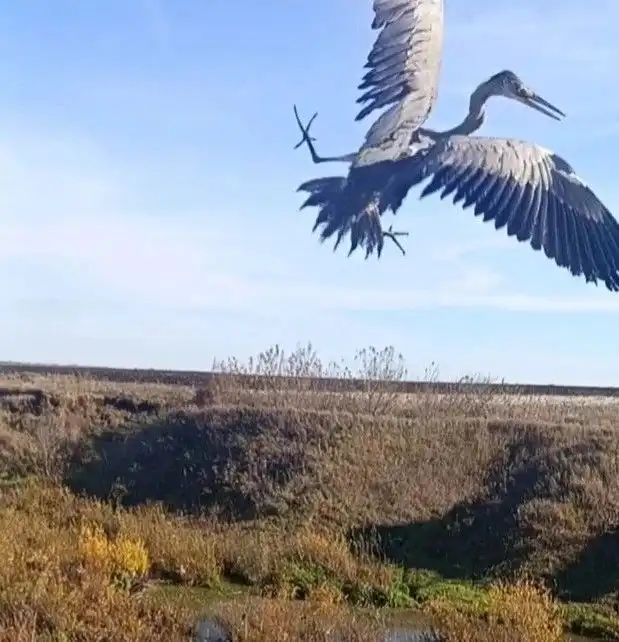 цапля улетает
