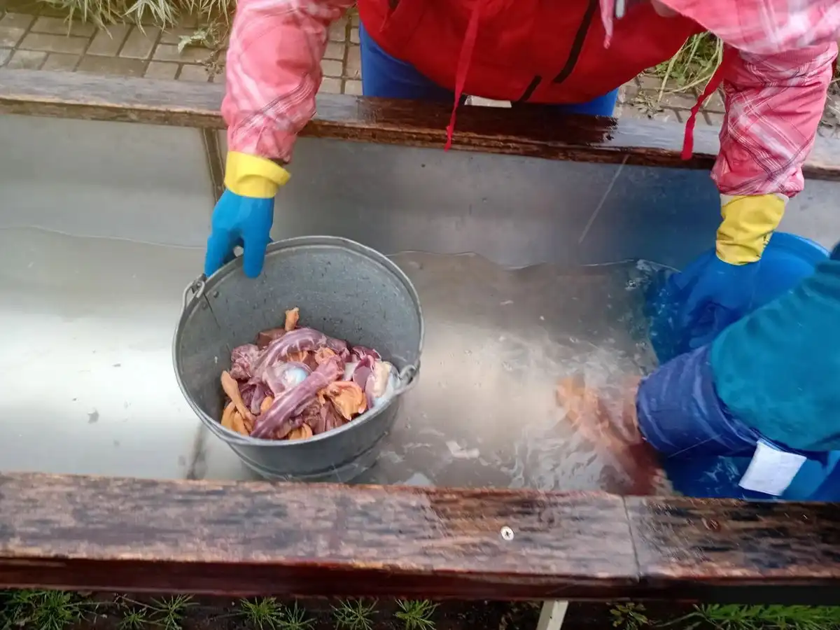 женщины села Кулмакса Нижнекамского района моют тушок уток в родниковой воде о уток