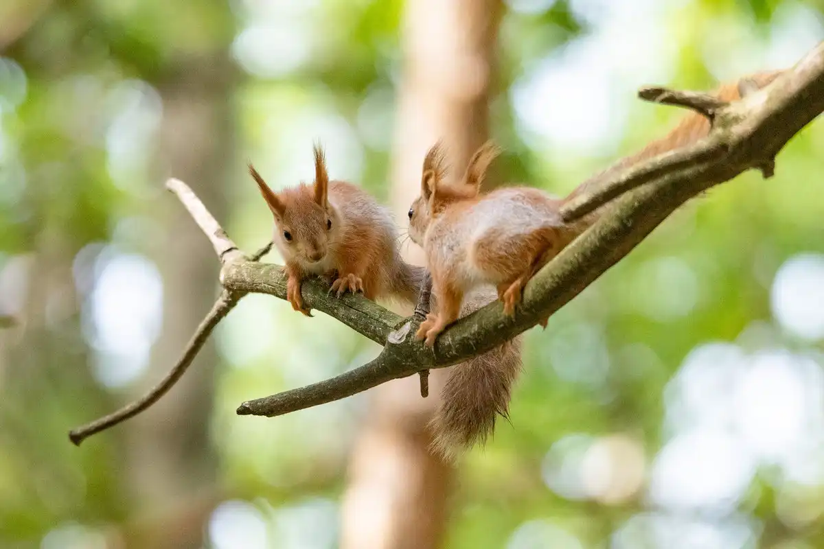 белки в парке "Семья" Нижнекамска