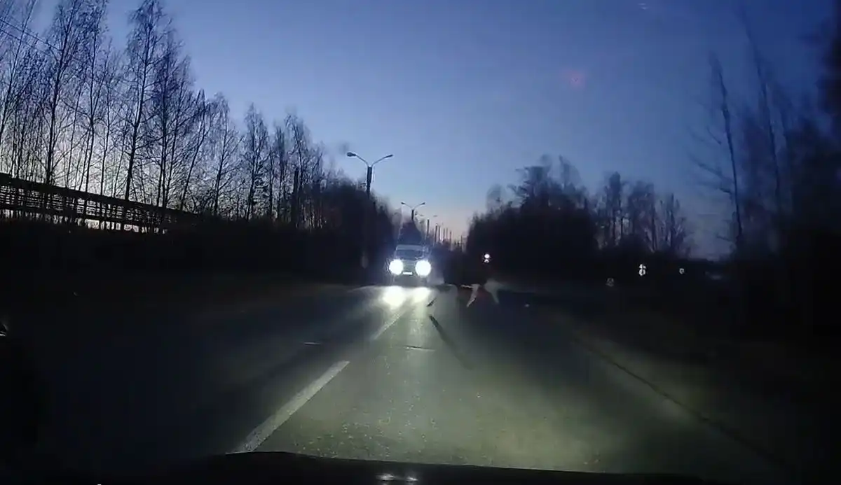 лось на дороге в промзоне Нижнекамска