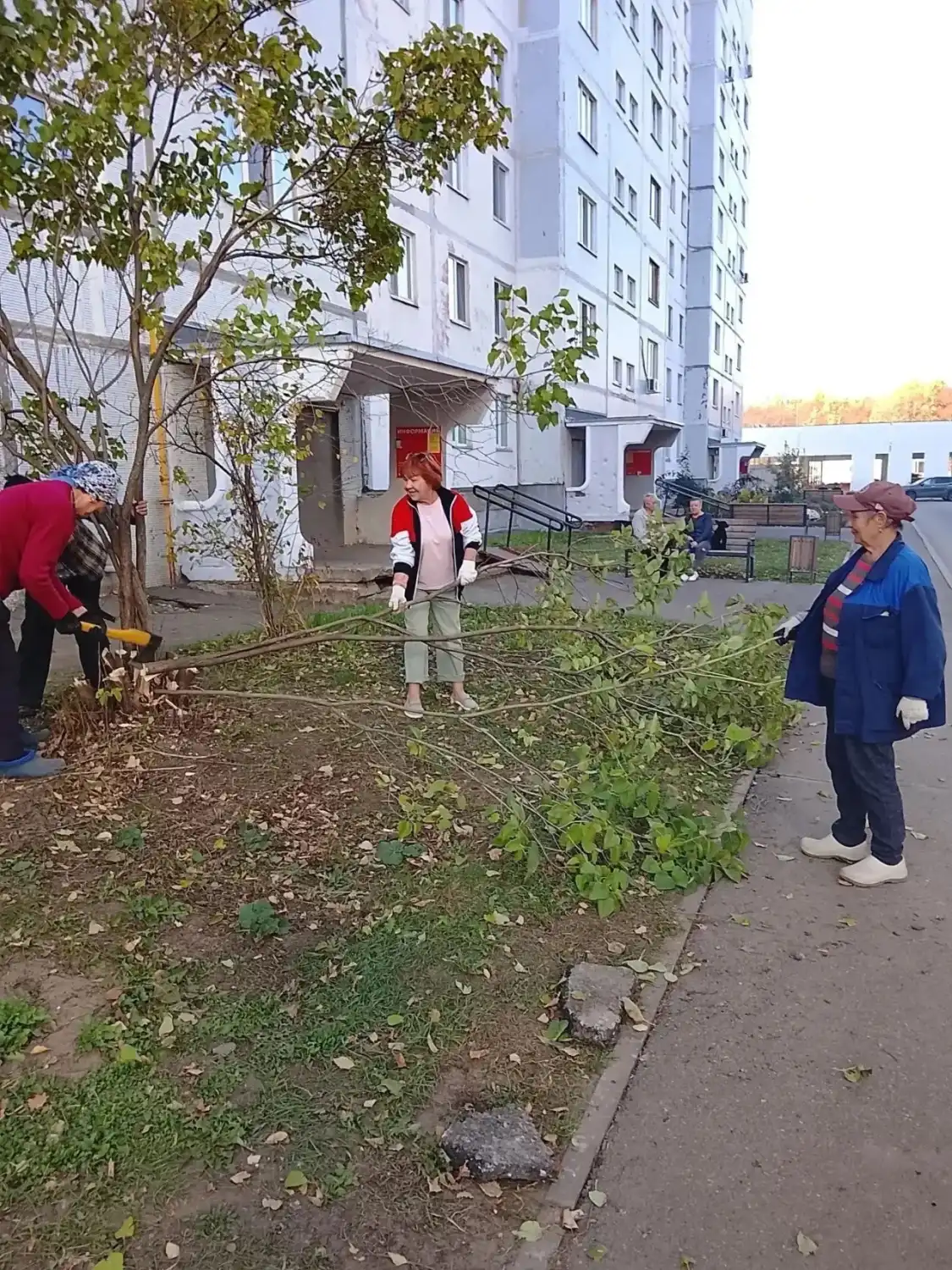 женщины обрезают дерево