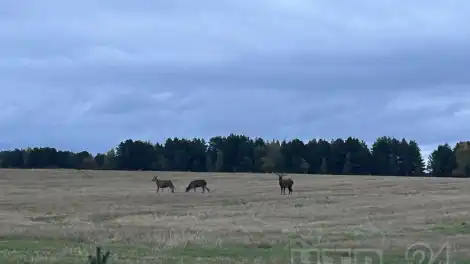 олени на поле в Нижнекамском районе
